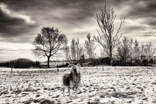 Mols Bjerge 04bw