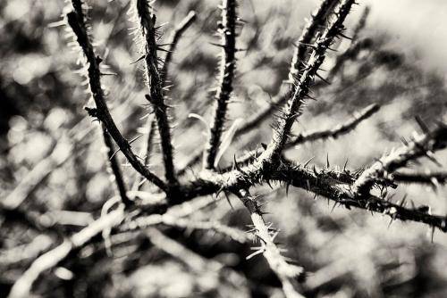 Mols Bjerge 15bw