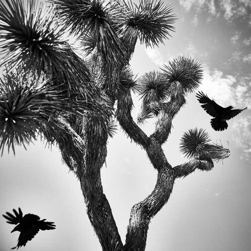 USA 30bw